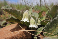 Hermannia geniculata