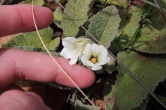 Hermannia geniculata