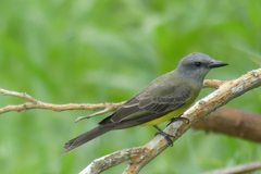Tyrannus melancholicus