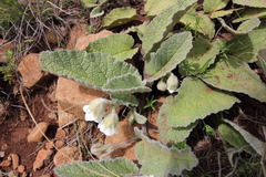 Hermannia geniculata