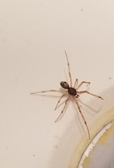 Steatoda triangulosa