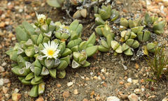 Corpuscularia lehmannii