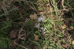 Achillea asiatica