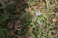 Achillea asiatica