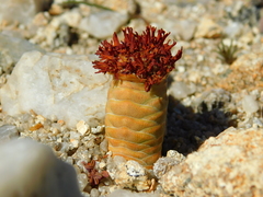 Crassula barklyi