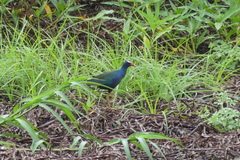 Porphyrio martinica
