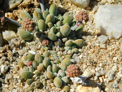 Crassula namaquensis