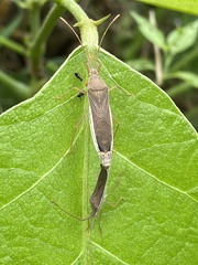 Aschistocoris brevicornis