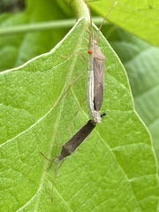 Aschistocoris brevicornis