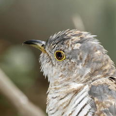 Cuculus canorus canorus