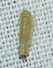 Paralimnus phragmitis