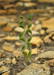 Apodolirion macowanii