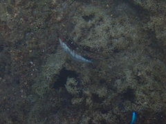 Halichoeres nebulosus