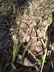 Lomandra multiflora multiflora