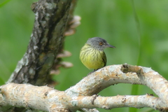 Todirostrum maculatum