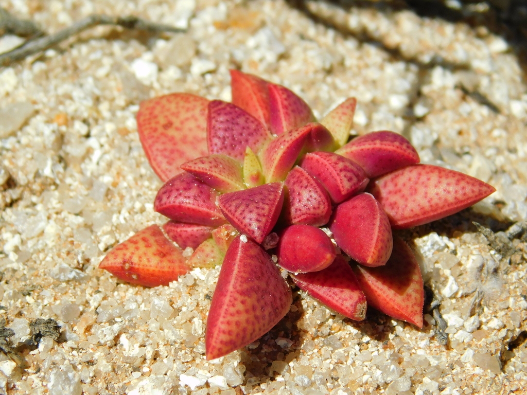 Redspot Stonecrop from Garies, 8220, South Africa on August 24, 2021 at ...