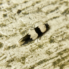 Delophanes anthracephala