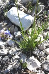 Lobelia comosa comosa