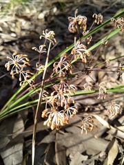 Lomandra multiflora multiflora