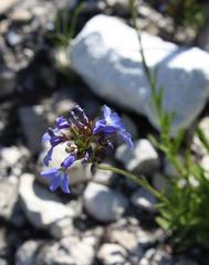 Lobelia comosa comosa