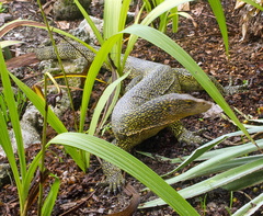 Varanus indicus
