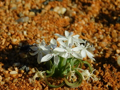 Lapeirousia plicata