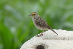 Ammodramus aurifrons