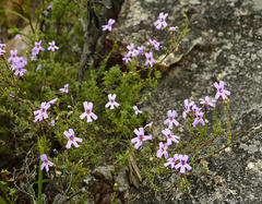 Jamesbrittenia foliolosa