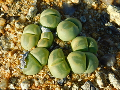Vanheerdea