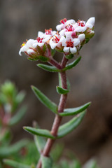 Crassula pruinosa