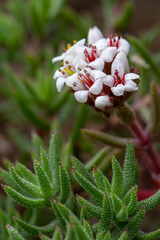 Crassula pruinosa