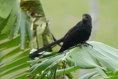 Crotophaga ani