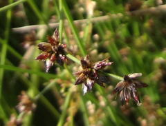 Juncus exsertus