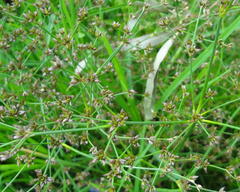 Juncus exsertus