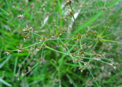 Juncus exsertus