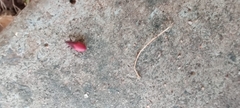 Probergrothius