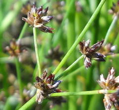 Juncus exsertus