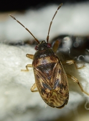 Stygnocoris mandibularis