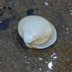 Mactra quadrangularis