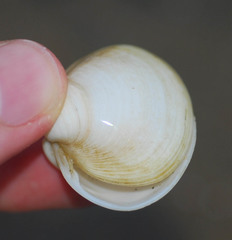 Mactra quadrangularis