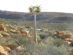 Aloidendron