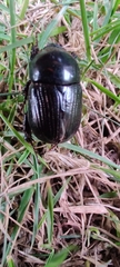 Scarabaeidae