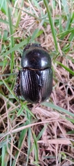 Scarabaeidae