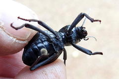 Moluris gibba