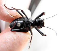 Moluris gibba