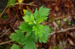 Artemisia vulgaris