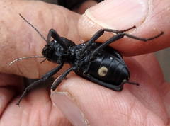 Moluris gibba