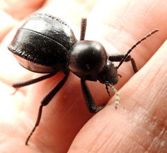 Moluris gibba