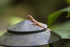 Anolis zeus