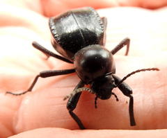 Moluris gibba